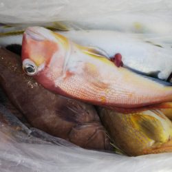 第二龍勢丸 釣果