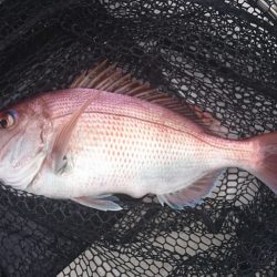 遊漁船 家入 釣果