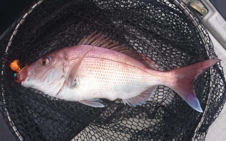 遊漁船 家入 釣果