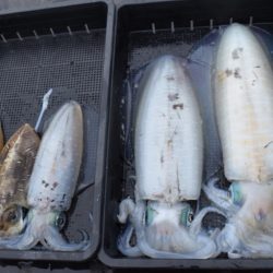 渡船屋たにぐち 釣果