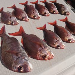 遊漁船 家入 釣果