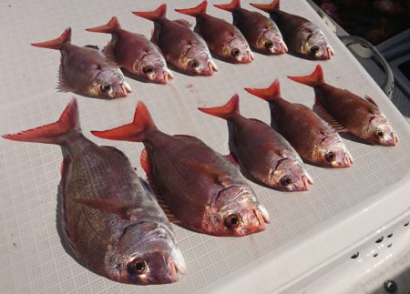 遊漁船 家入 釣果