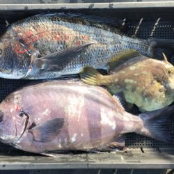 渡船屋たにぐち 釣果