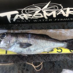 ＴＡＲＯＭＡＲＵ 釣果