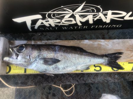 ＴＡＲＯＭＡＲＵ 釣果