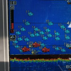 末広丸(熊本) 釣果