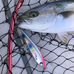 アマテラス 釣果