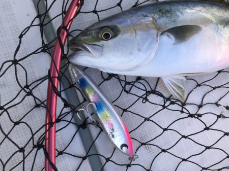 アマテラス 釣果