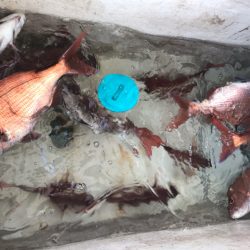 龍神丸(鹿児島) 釣果