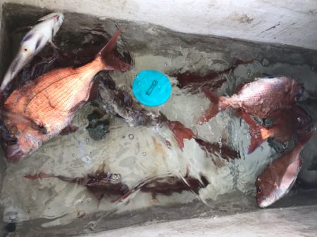 龍神丸(鹿児島) 釣果