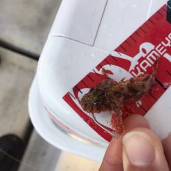 龍神丸(鹿児島) 釣果