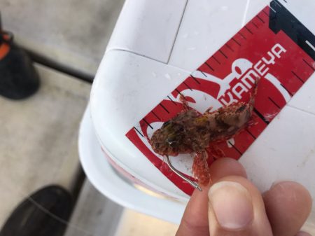 龍神丸(鹿児島) 釣果