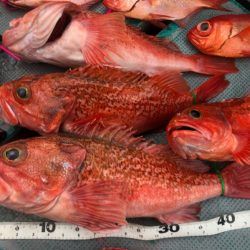 ＴＡＲＯＭＡＲＵ 釣果