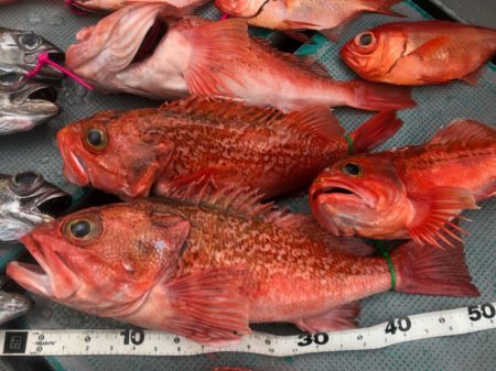 ＴＡＲＯＭＡＲＵ 釣果