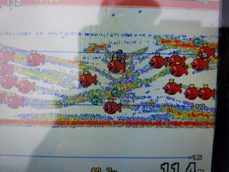 アマテラス 釣果