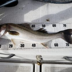 海龍丸（島根） 釣果