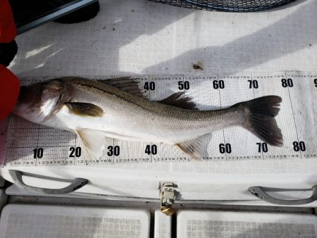 海龍丸（島根） 釣果