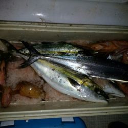 bay style 釣果