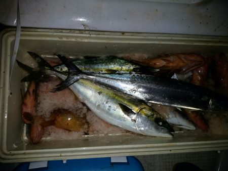 bay style 釣果