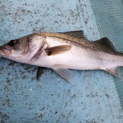 アマテラス 釣果