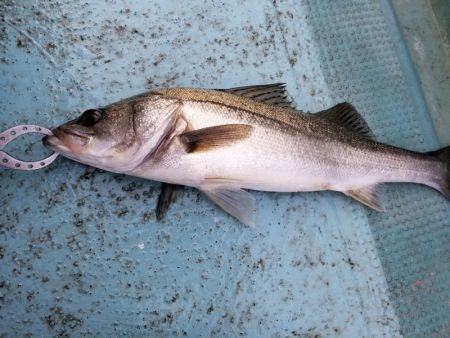 アマテラス 釣果