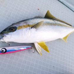 アマテラス 釣果