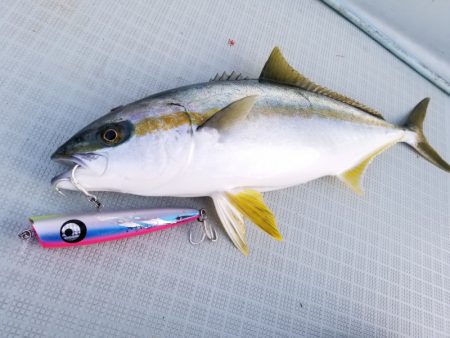 アマテラス 釣果