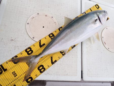 タイラバ遊漁船 ワンピース 釣果