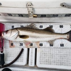 海龍丸（島根） 釣果