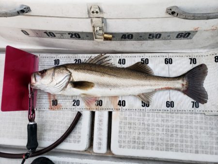 海龍丸（島根） 釣果