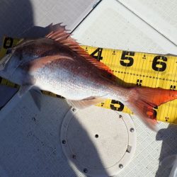 タイラバ遊漁船 ワンピース 釣果