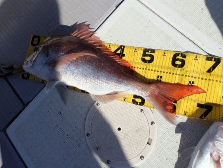 タイラバ遊漁船 ワンピース 釣果