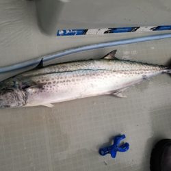 アマテラス 釣果