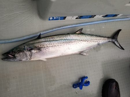 アマテラス 釣果