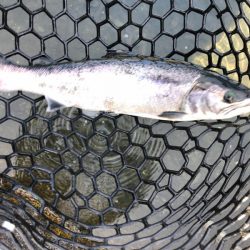 白州トラウトフィッシングエリア　シルフ 釣果