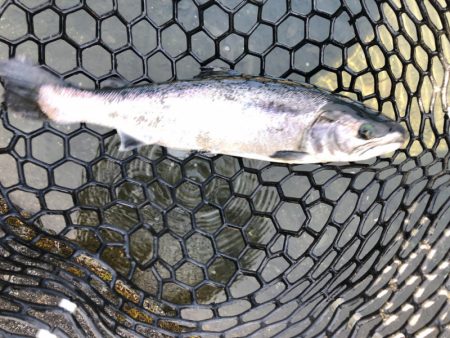 白州トラウトフィッシングエリア　シルフ 釣…