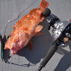 渡船屋たにぐち 釣果