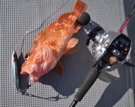 渡船屋たにぐち 釣果