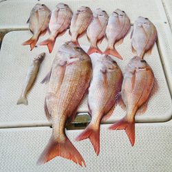 マリンガイド福丸 釣果
