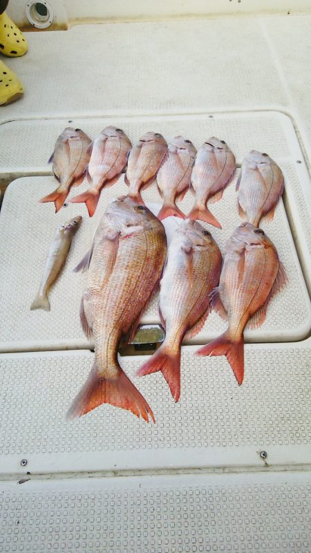 マリンガイド福丸 釣果