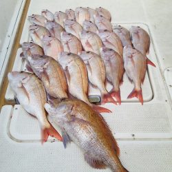 マリンガイド福丸 釣果