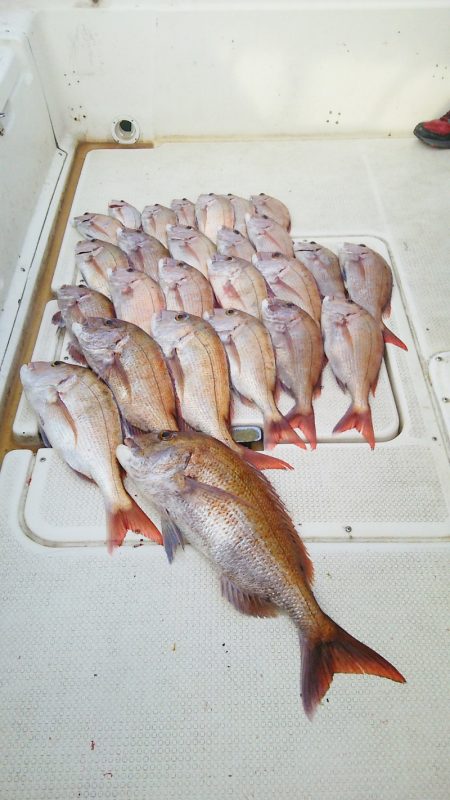 マリンガイド福丸 釣果