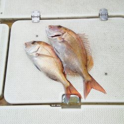 マリンガイド福丸 釣果