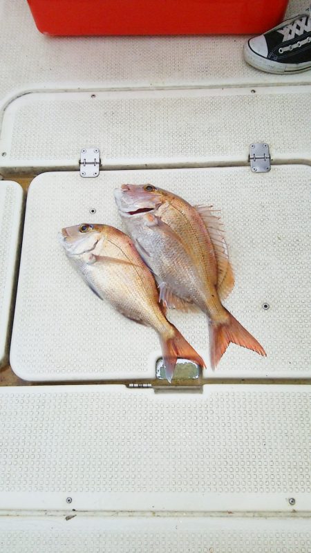 マリンガイド福丸 釣果