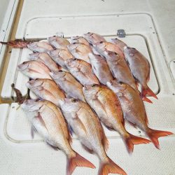 マリンガイド福丸 釣果