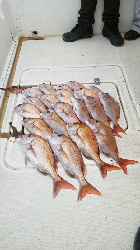 マリンガイド福丸 釣果