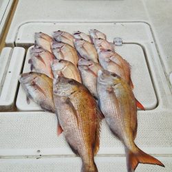 マリンガイド福丸 釣果