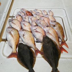 マリンガイド福丸 釣果