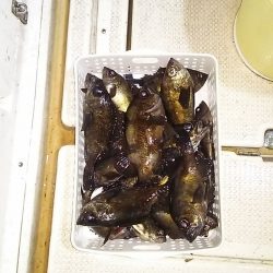 マリンガイド福丸 釣果