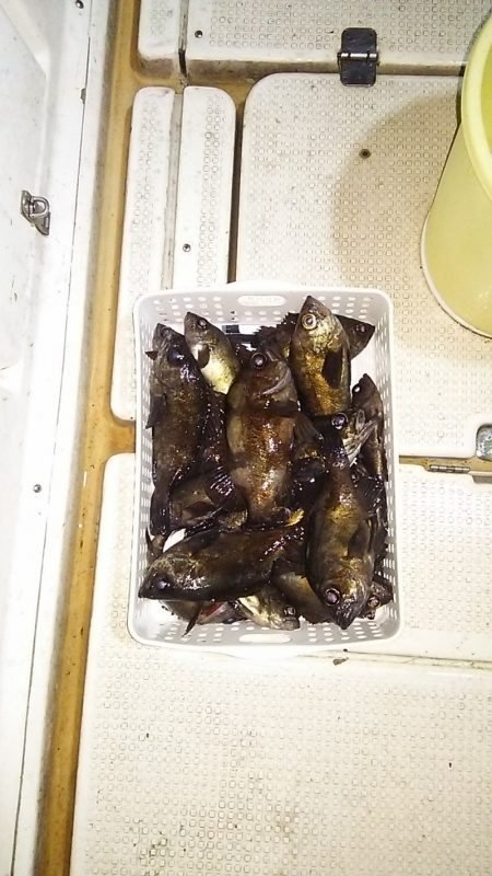 マリンガイド福丸 釣果